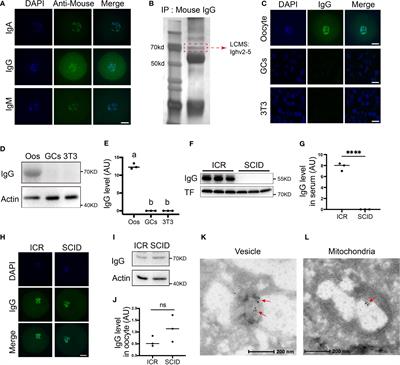 Oocytes could rearrange immunoglobulin production to survive over adverse environmental stimuli